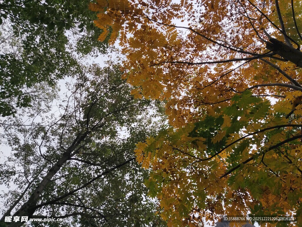 秋日多彩树梢景致