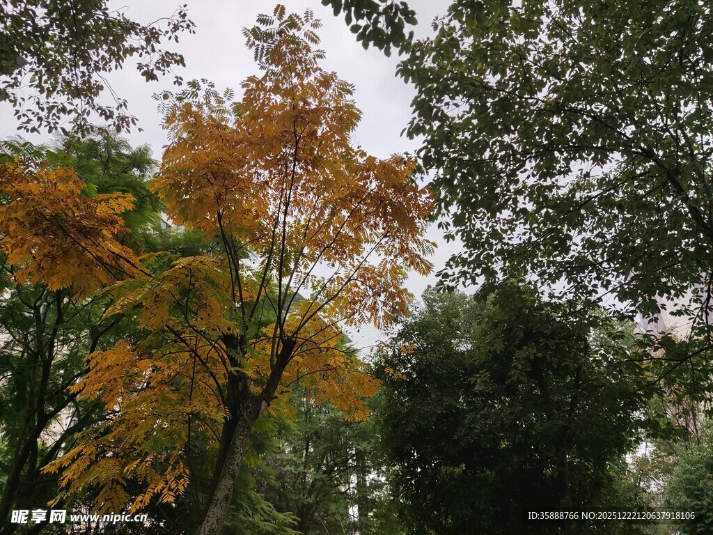 秋日斑斓树木景致