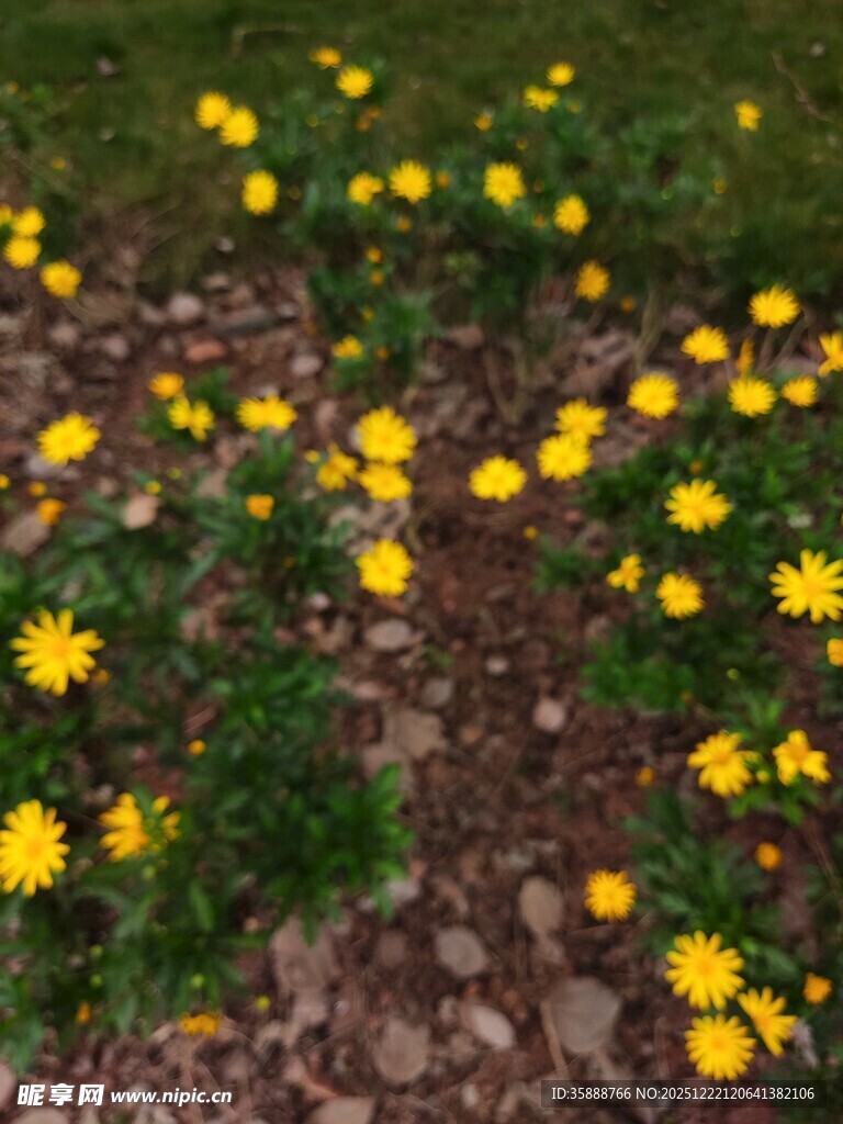 地面绽放的黄色小花