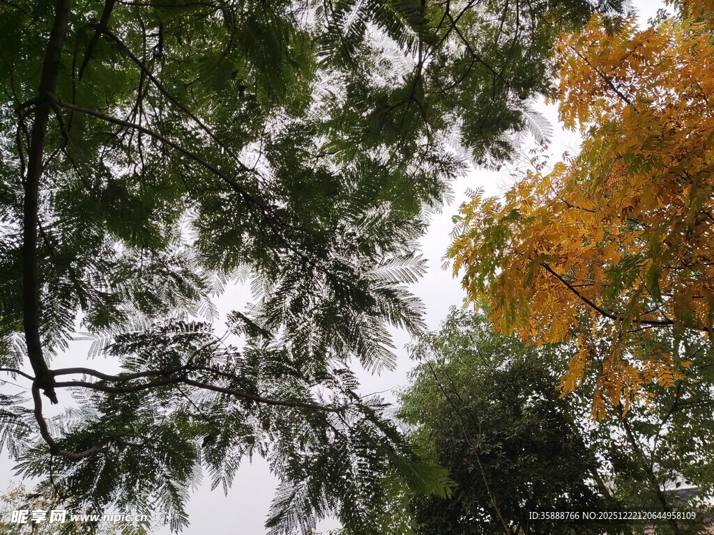 秋日林间树梢景致