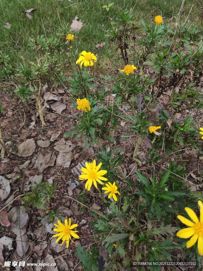 草地中的黄色小花绽放