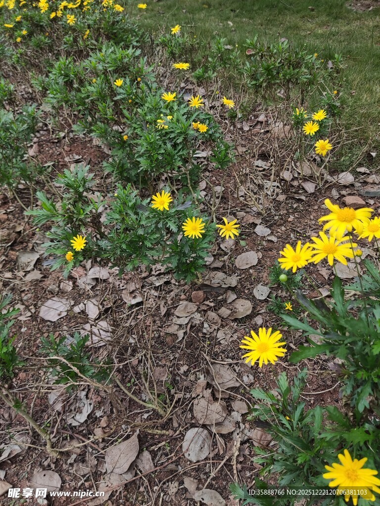 草地中的黄色小花绽放