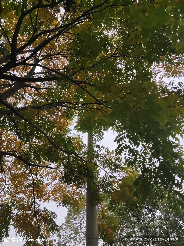 秋日树林枝叶景观