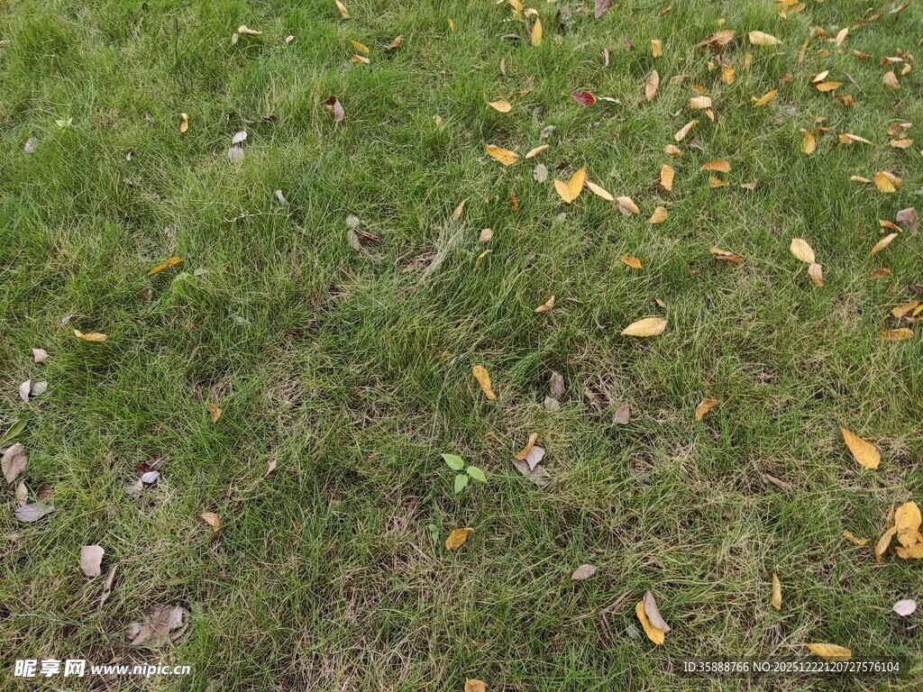 草地散落金黄秋叶
