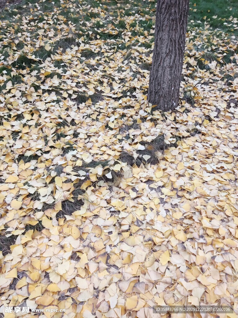 树下金黄落叶铺满地面