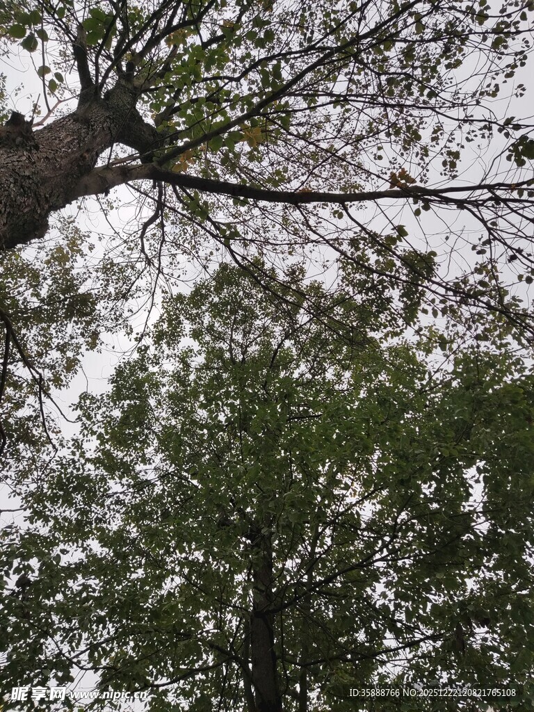 仰视繁茂树冠景象