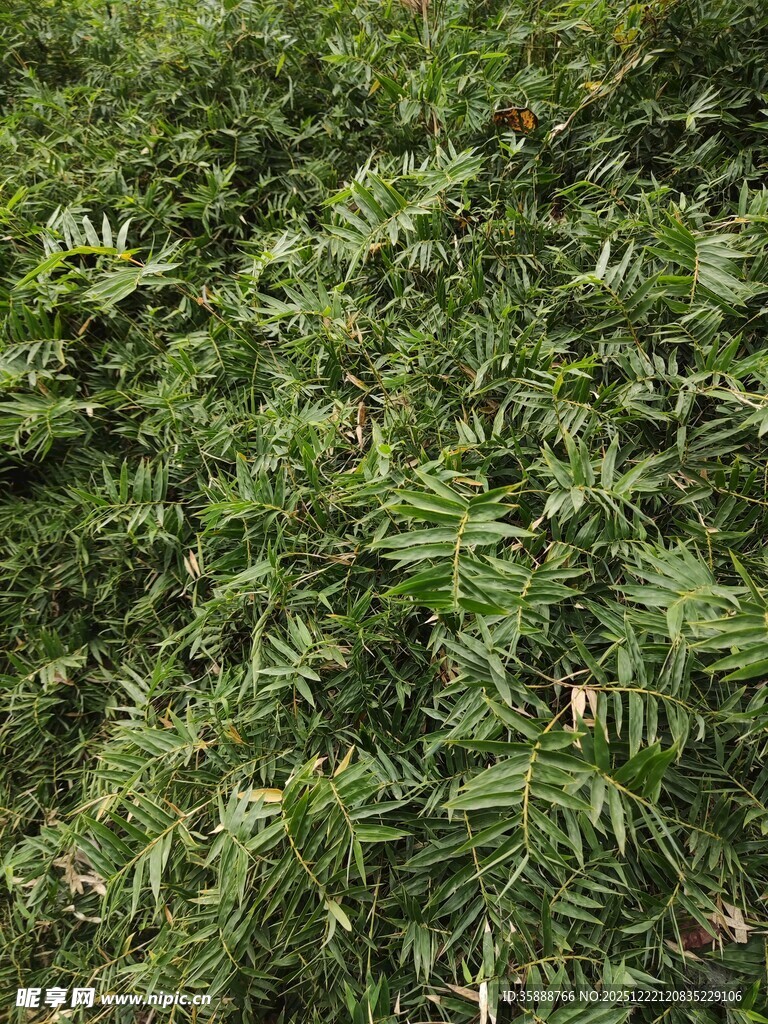 茂密翠绿的植物景观