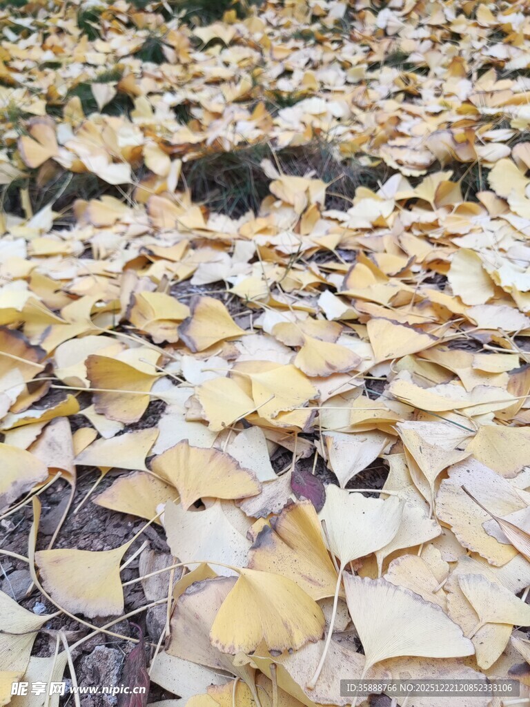 地面铺满金黄落叶景象