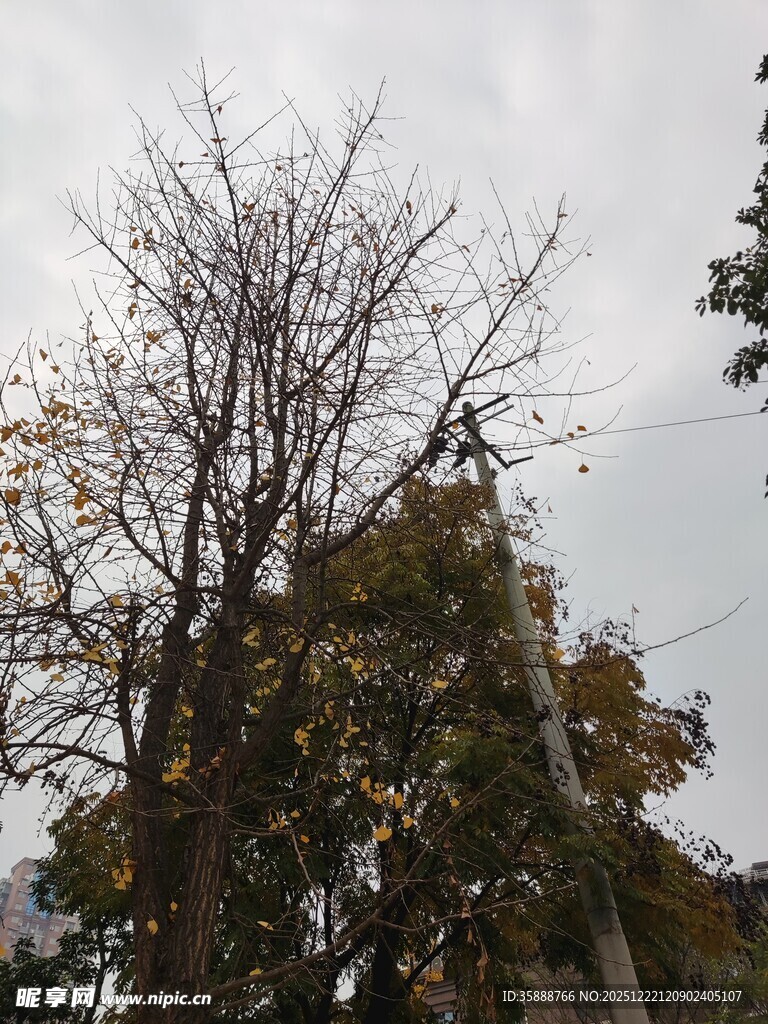 秋日枯荣交织的树木