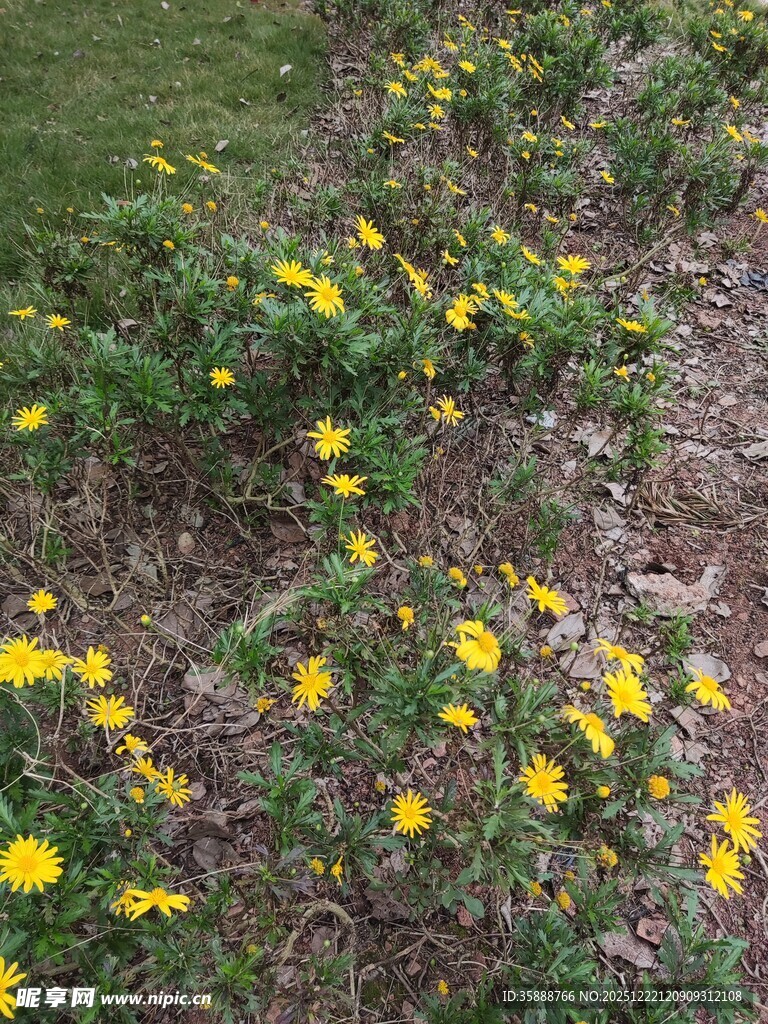 地面绽放的黄色小花