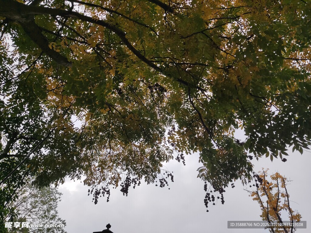 仰视秋日繁茂树枝景象