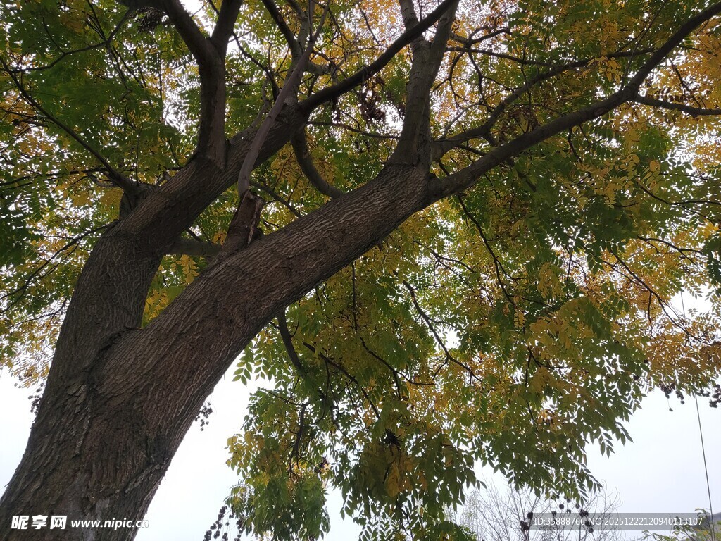 秋日大树枝叶繁茂景象