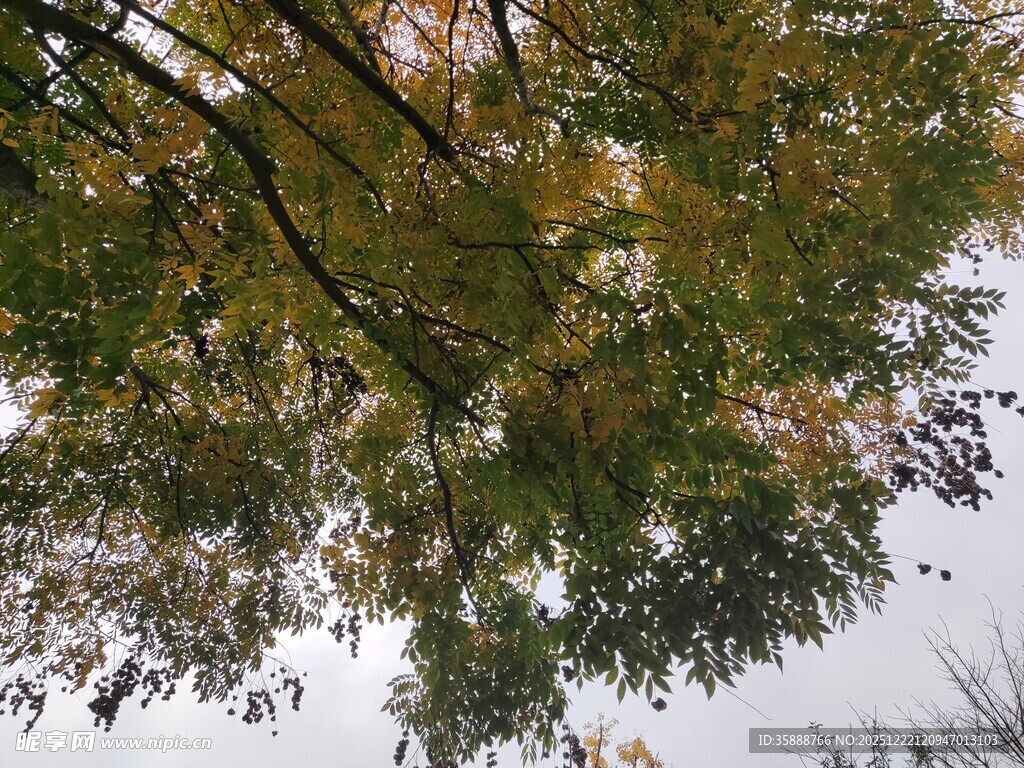 仰视秋日斑斓树冠