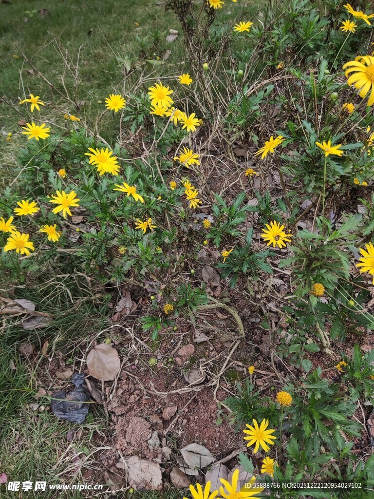 地上绽放的黄色小花