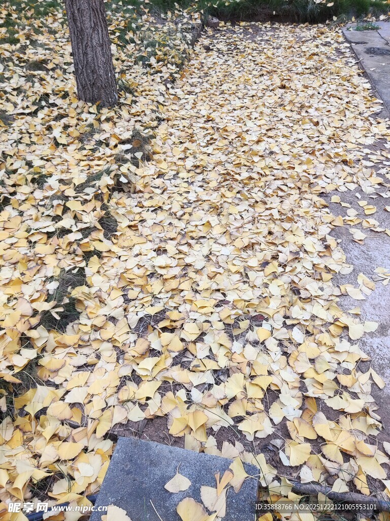 秋日落叶铺满地面景象