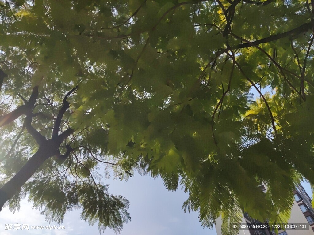 透过枝叶看蓝天