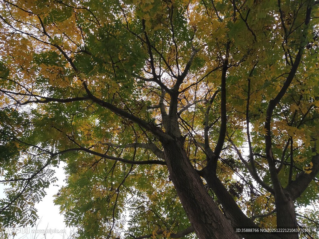 仰视繁茂大树枝叶