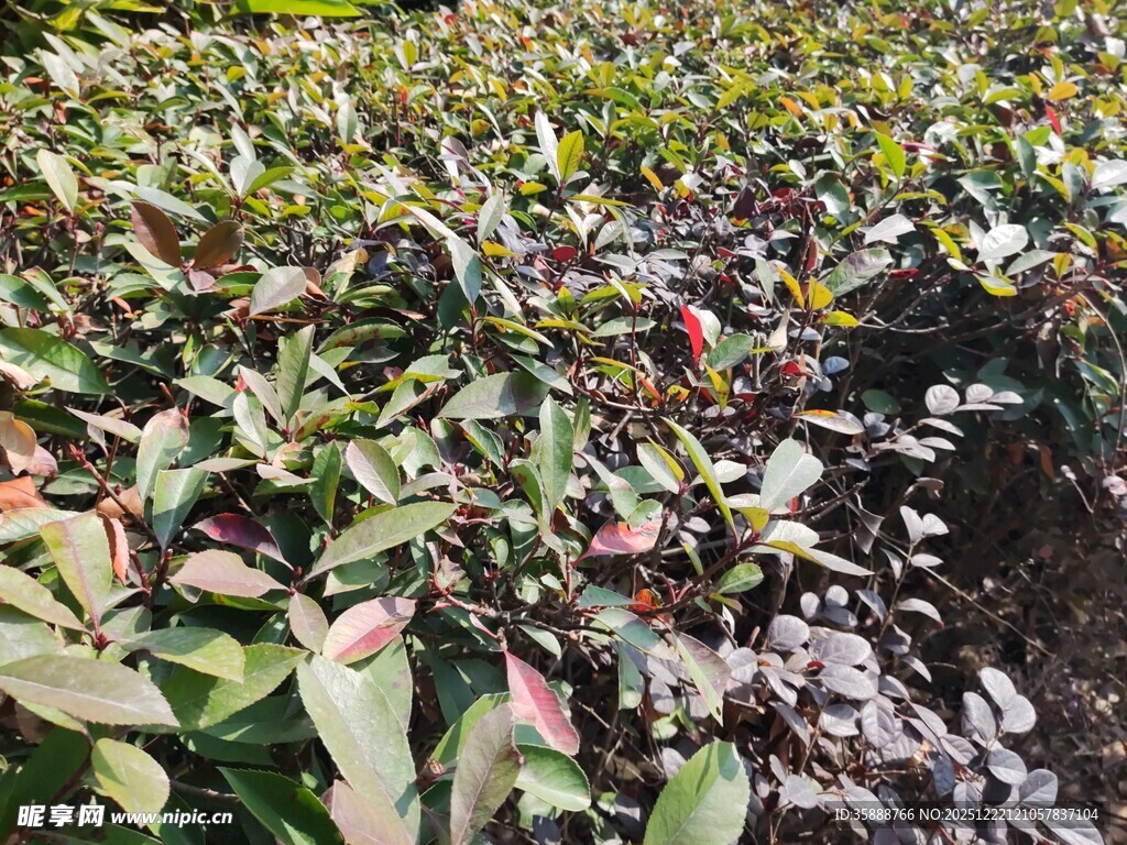 繁茂多彩的植物景观