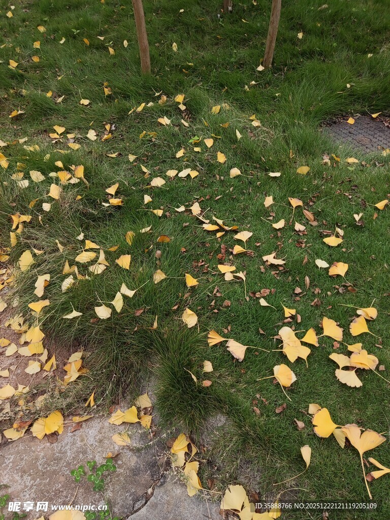 秋日草地落满金黄银杏叶