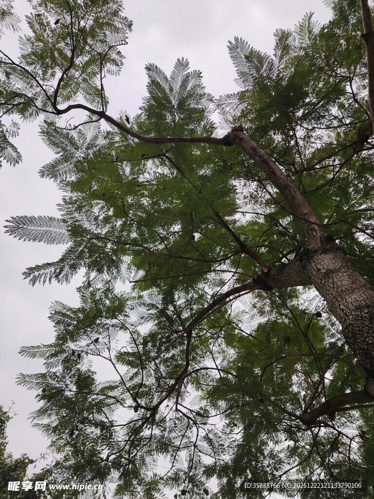 仰视视角下的繁茂松树