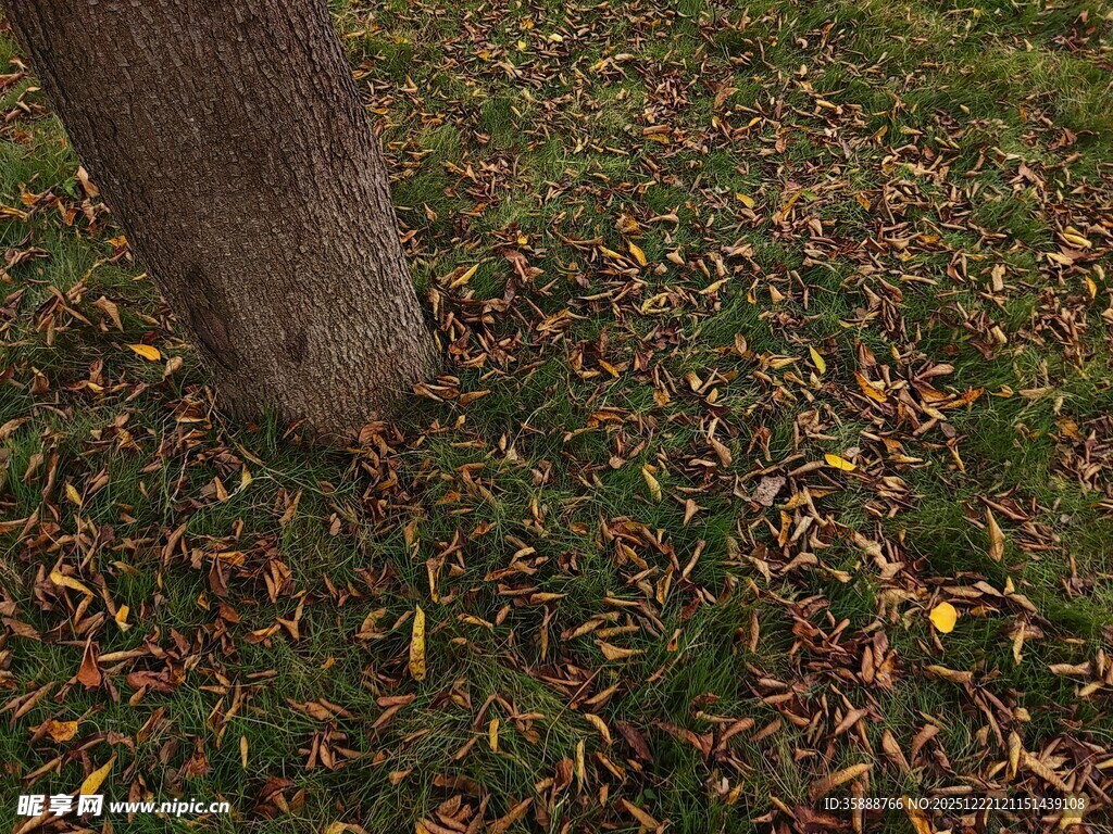 树下落叶铺就秋日景象