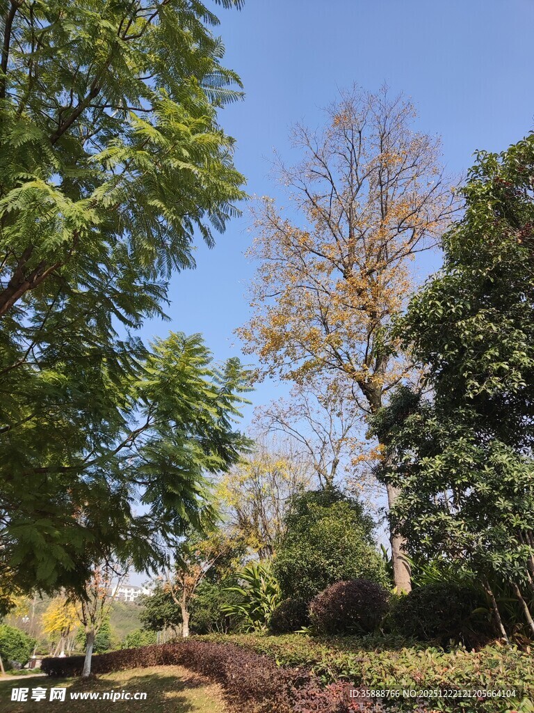 阳光照耀下的繁茂树林