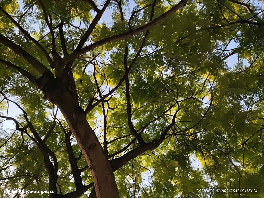 仰视繁茂大树枝叶景观