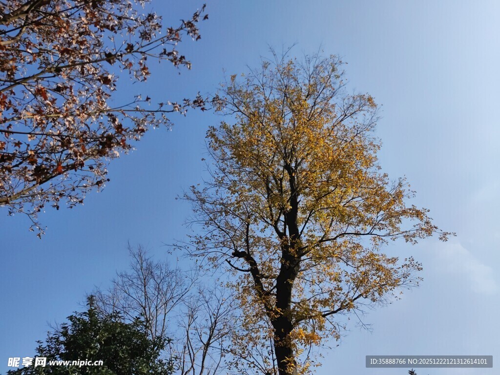 秋日挺拔黄叶树