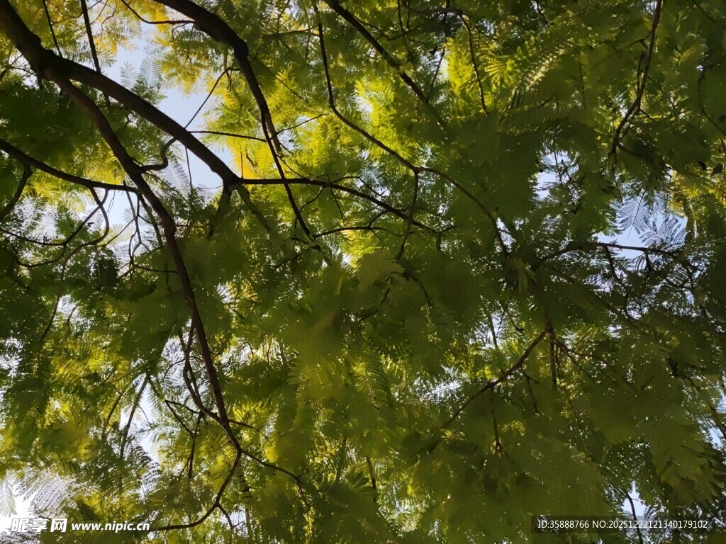 枝叶繁茂的翠绿树冠