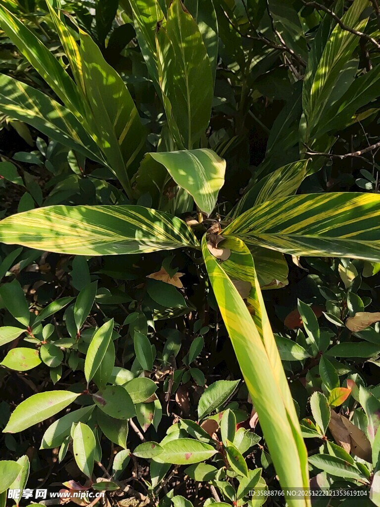 翠绿斑斓的热带观叶植物