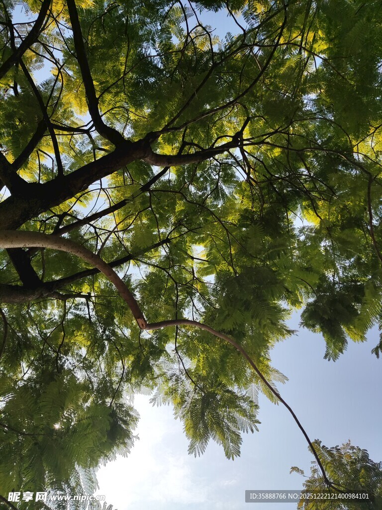 仰观枝叶间的蓝天