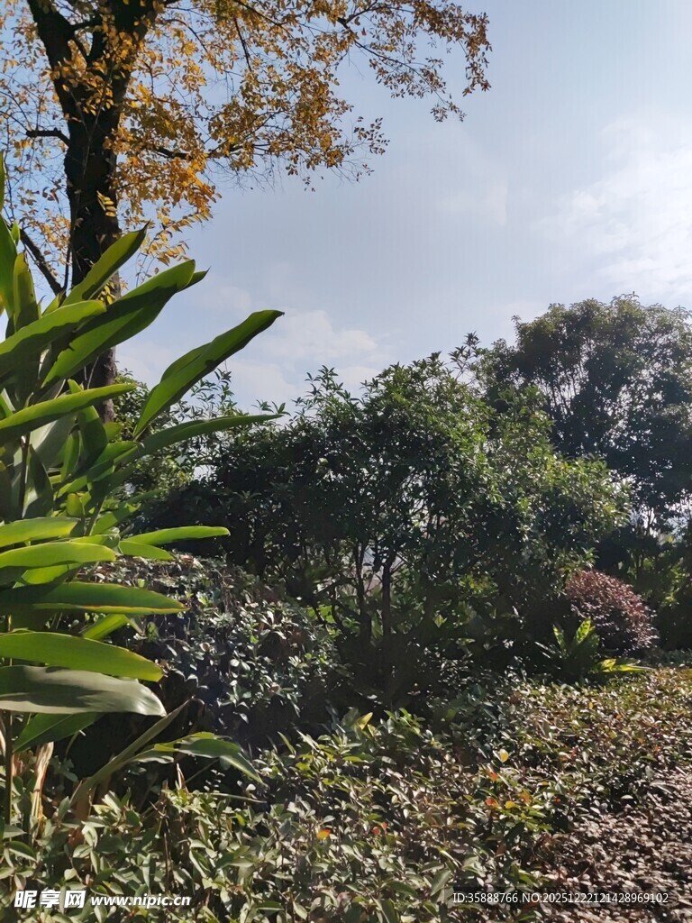 户外绿植繁茂的自然景致