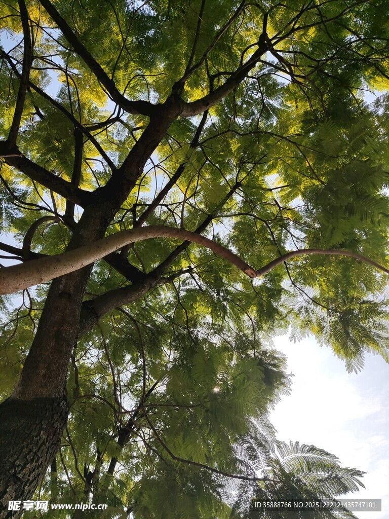 仰视葱郁大树树冠景象