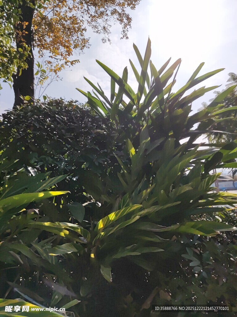 户外翠绿植物景观