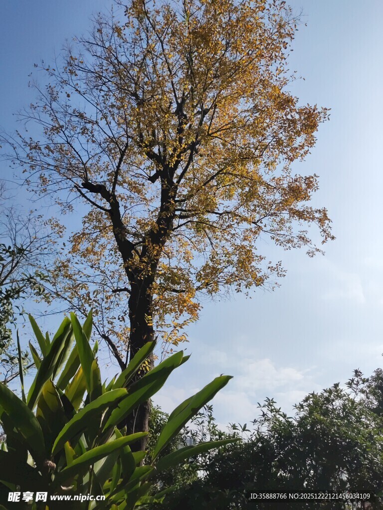 秋日孤树映蓝天