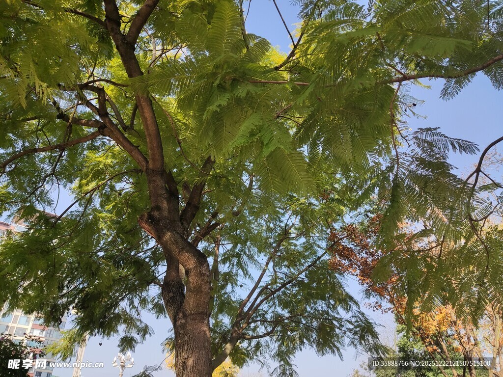 繁茂绿树枝叶婆娑展生机