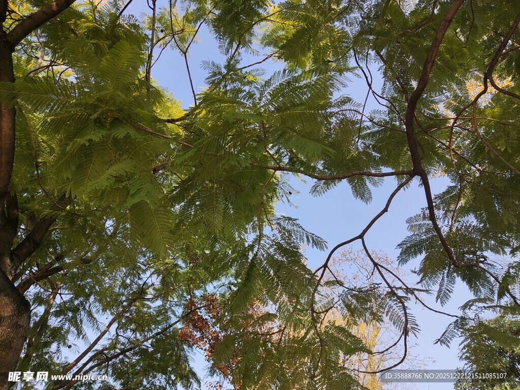 枝叶繁茂的绿意景象