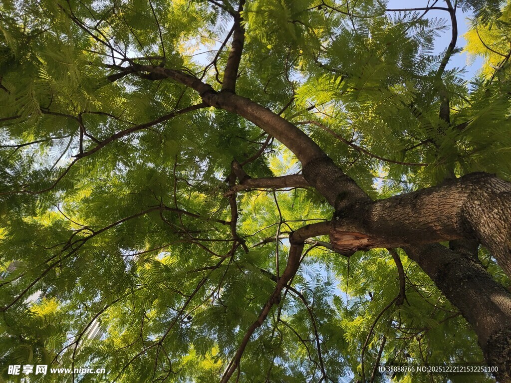 仰视繁茂大树树冠