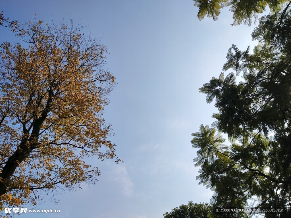 秋日树梢与蓝天美景