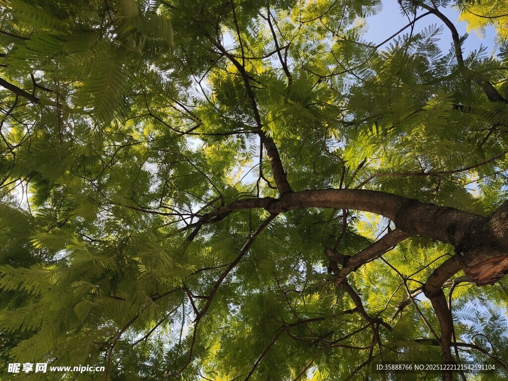 仰视茂密枝叶繁茂的大树