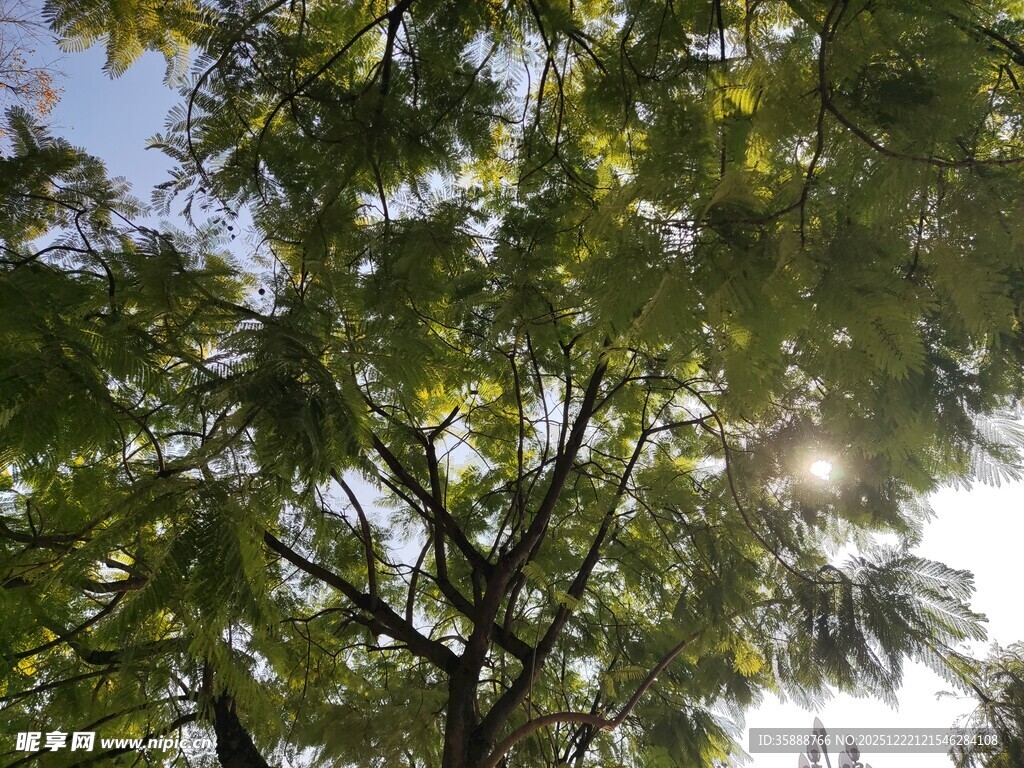 阳光透过树叶的美丽景象