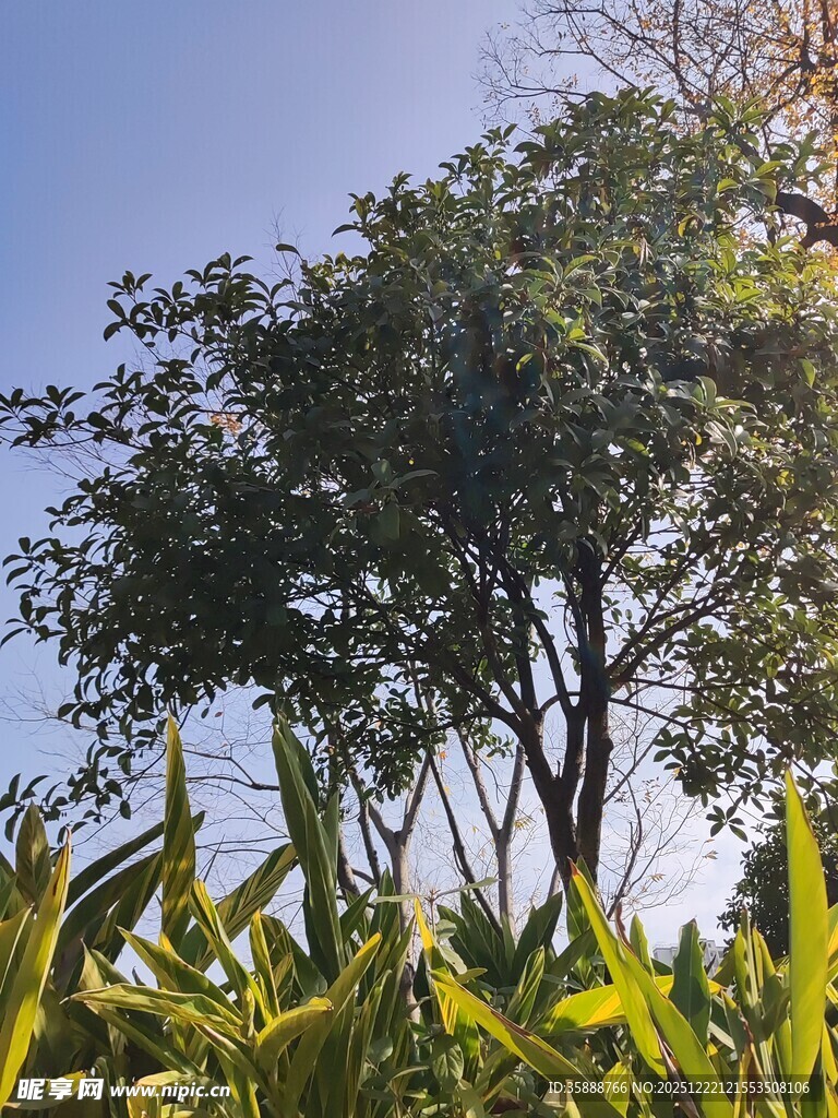 阳光下的绿树与金黄植物