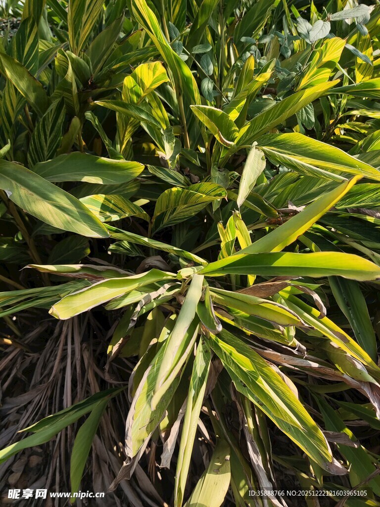 翠绿斑斓的植物叶片