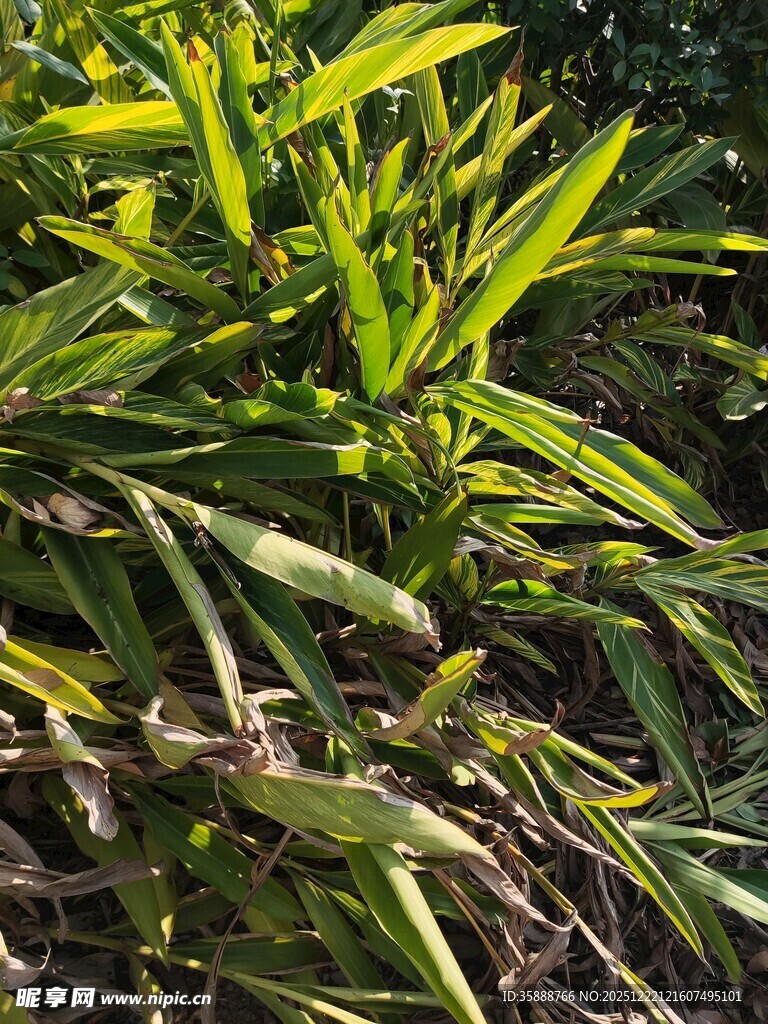 翠绿修长叶片的植物