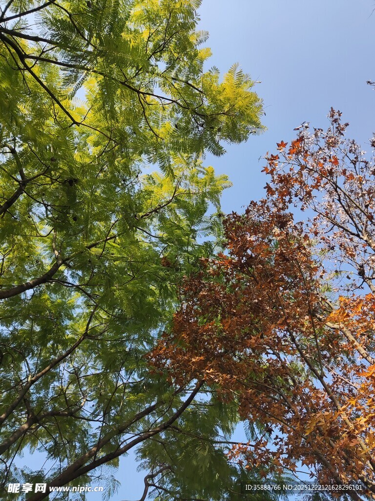 秋日树梢黄绿交织之景