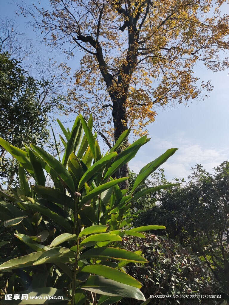 秋日绿植与树木景致