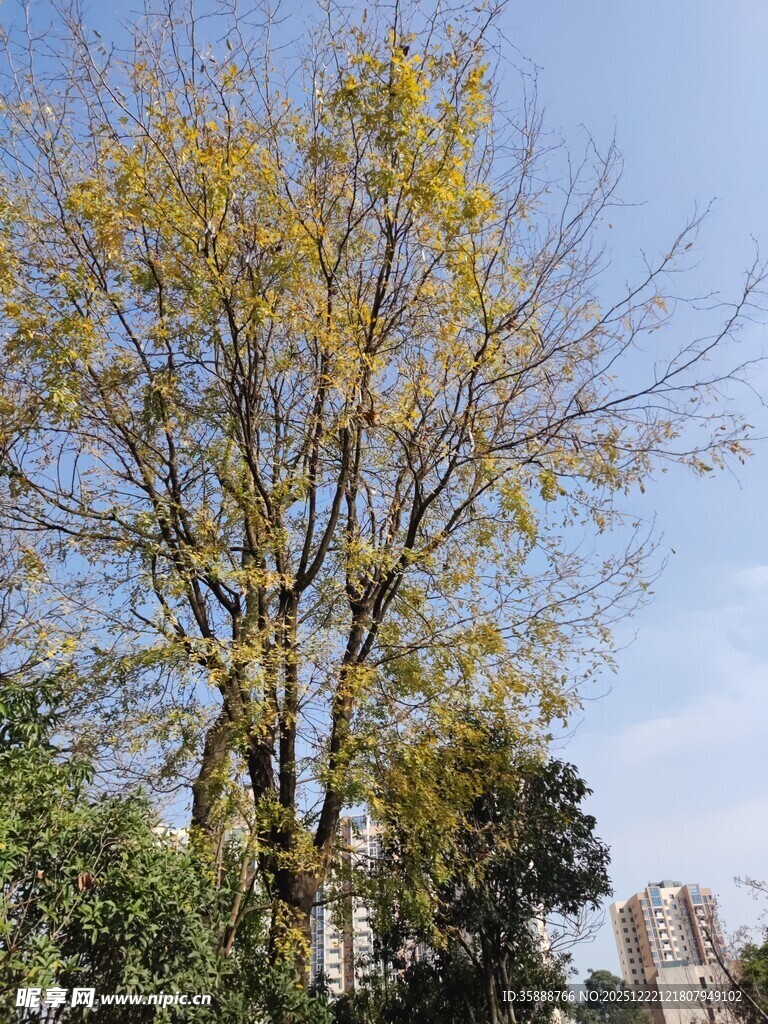 秋日黄叶树木景观