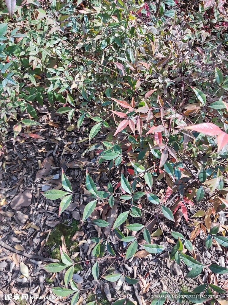 多彩枝叶的自然植物景观