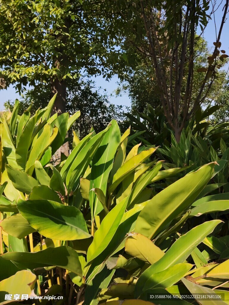 翠绿植物展现自然生机