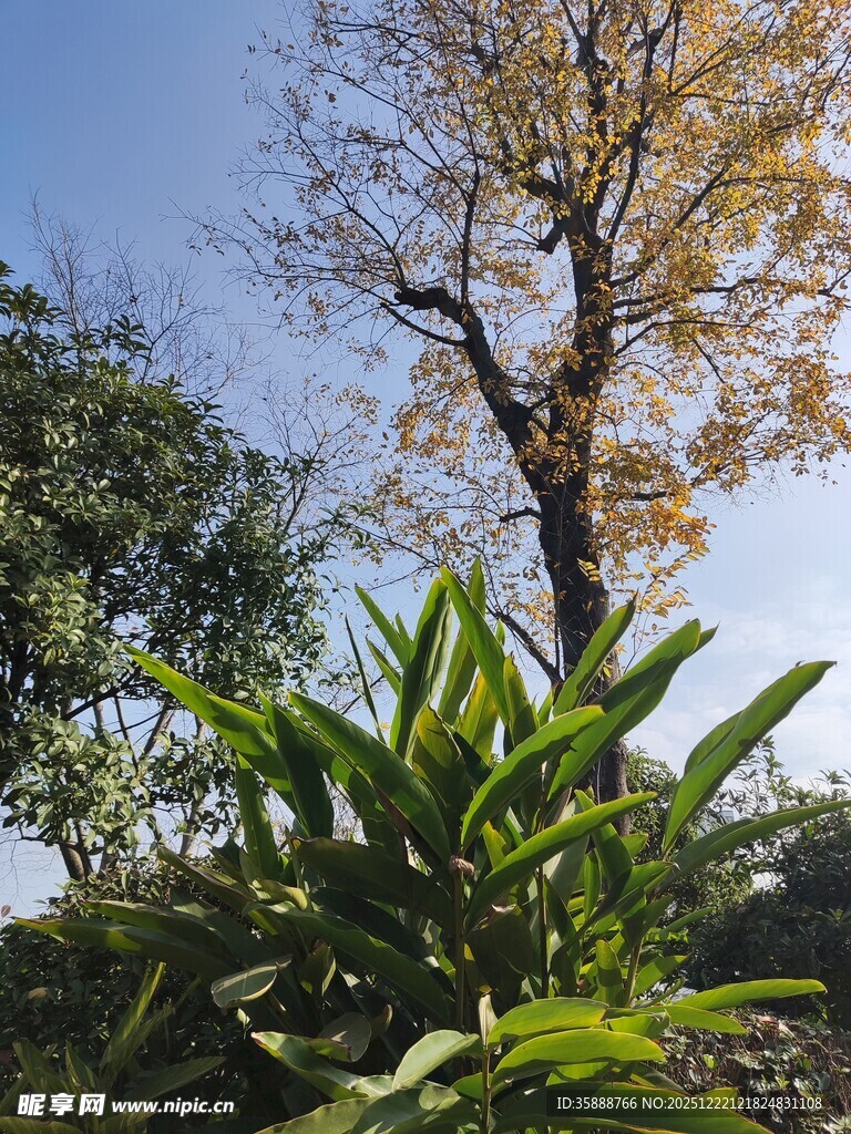 秋日树木与繁茂绿植景观